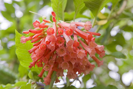 红色花朵Iochromacoccineum的图片图片