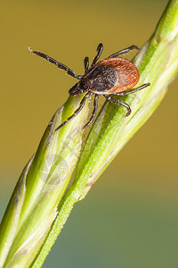 植物稻草上蜱虫的特写图片