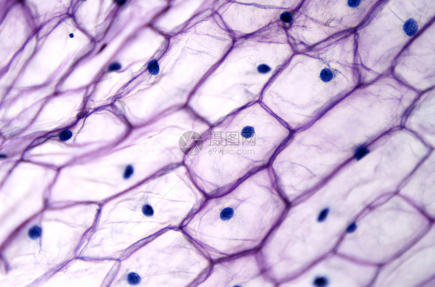 光镜下洋葱表皮有大细胞在单层中清除洋葱Alliumcepa的表皮细胞每个细胞都有壁膜细胞质细胞核和图片