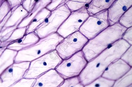 光镜下洋葱表皮有大细胞在单层中清除洋葱Alliumcepa的表皮细胞每个细胞都有壁膜细胞质细胞核和背景图片