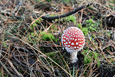 秋天在森林里飞木耳蘑菇图片