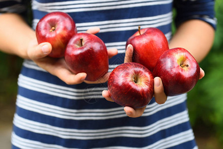 手拿红苹果实秋季采摘苹果图片