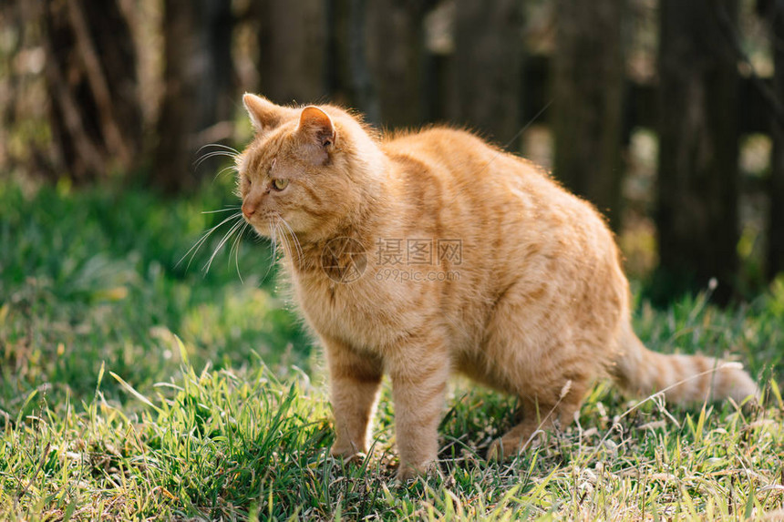 花园里可爱的红猫图片