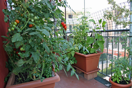 红西番茄在房子的阳台上在图片