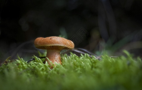 秋天苔藓中的蘑菇图片