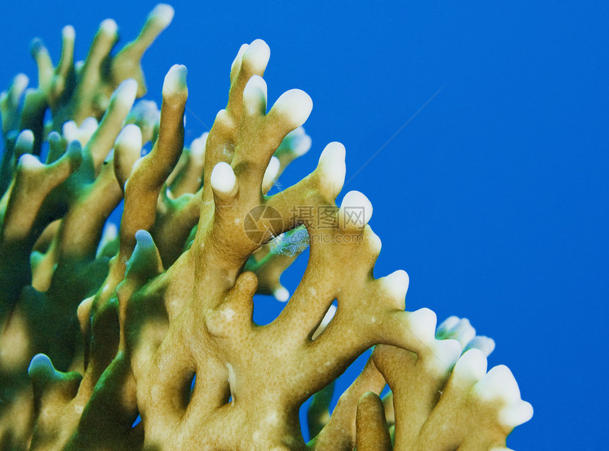 热带珊瑚礁上的火图片