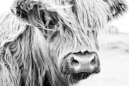 在绿草的苏格兰母牛图片