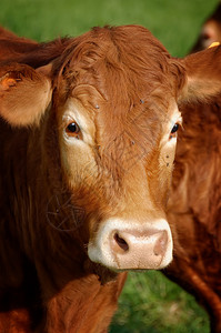 红牛背景图片