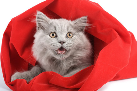 英国小猫在孤立的红色袋子图片