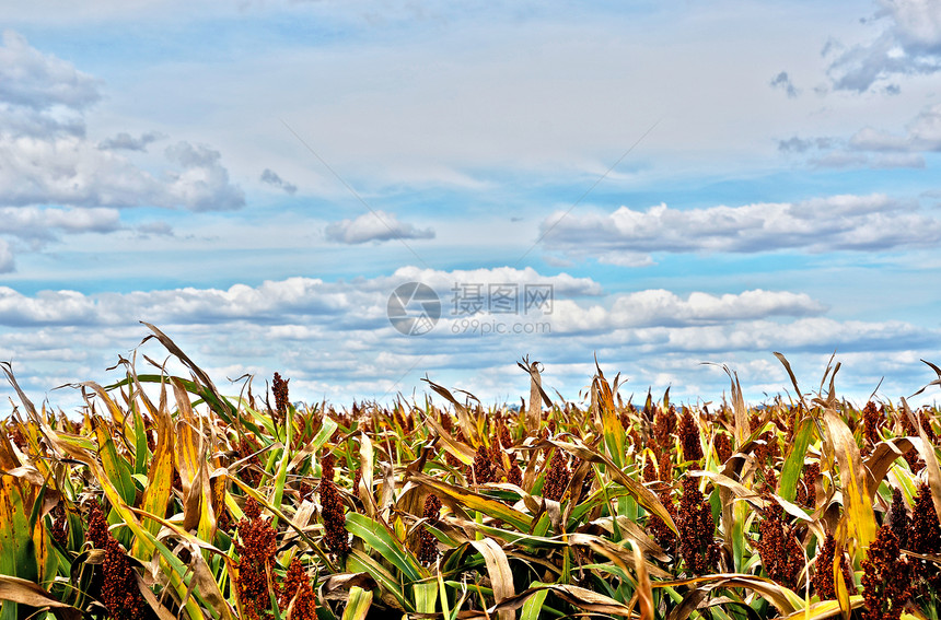 在澳洲新南威尔士农业地带的农田上种植高梁谷物图片