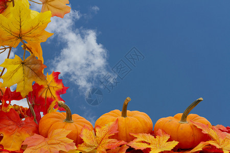 方形多彩的瀑布边界三小南瓜在秋叶上落叶图片