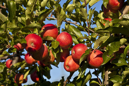 树枝上有成熟的苹果高清图片