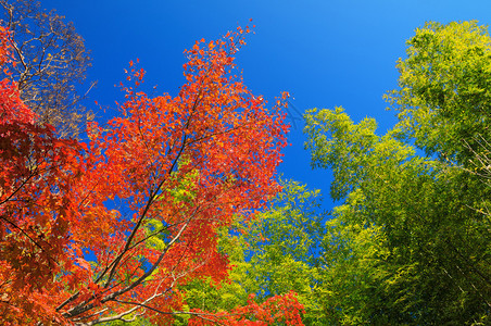 在日本的林山红落叶对图片