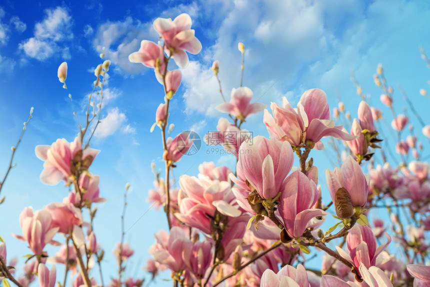 蓝天背景上的粉玉兰花图片