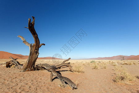 纳米比亚非洲纳米布沙漠Sossusv图片