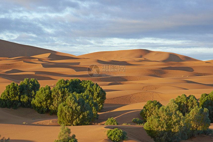 北非摩洛哥撒哈拉沙漠丘中的植物种化情况ACONF1图片