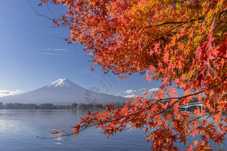 河口湖秋天的红枫叶和富士山图片