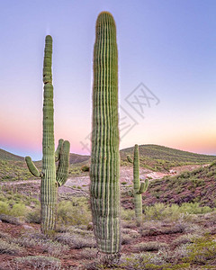 亚利桑那州三重仙人掌小队在亚利桑那州的一条线索上日落图片