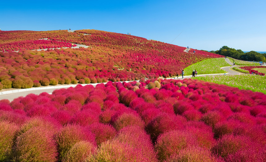 日本伊巴拉基省日立海边公园秋季美丽的Koc图片