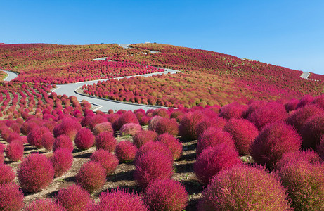 koc日本伊巴拉基省日立海边公园秋季美丽的Koc背景
