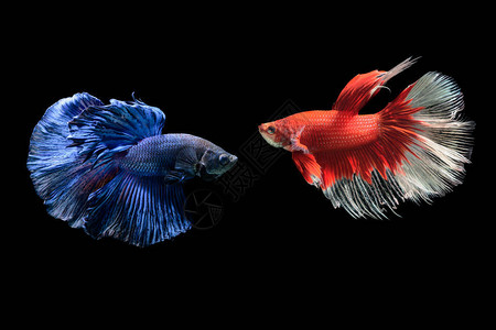 黑底的贝塔花朵被隔离在黑色背景上红蓝比亚鱼和红色背景图片