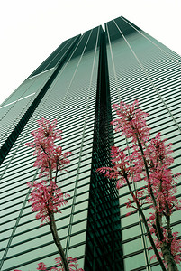 日间本东京Shiodome地区巨大的现代摩天大楼墙上的小树图片