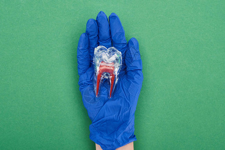戴着蓝色乳胶手套的牙医拿着绿色牙根的牙齿模图片