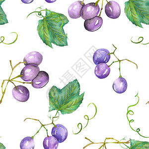 用手画紫罗兰葡萄的无缝图案涂在白色背图片