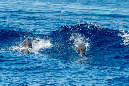 海洋生物海豚图片