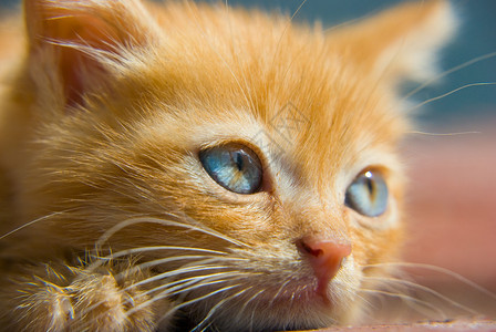 蓝眼的红毛小猫紧图片