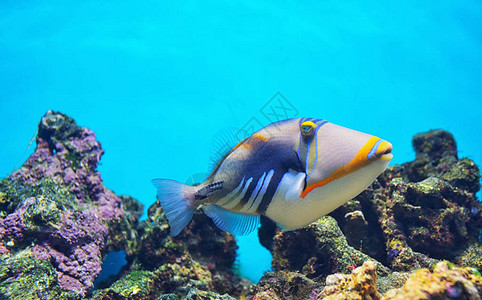 泻湖引金鱼珊瑚礁小丑引金鱼高清图片