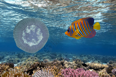 水母和热带鱼水下世界红海图片