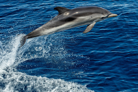 条纹海豚在海外跳跃图片