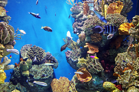 海底世界与珊瑚礁和多图片