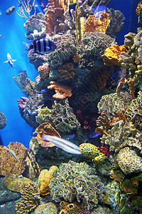 海底世界与珊瑚礁和多图片