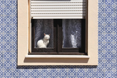 猫在葡萄牙阿维罗图片