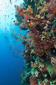 充满珊瑚和鱼类生命的美丽珊瑚礁墙图片