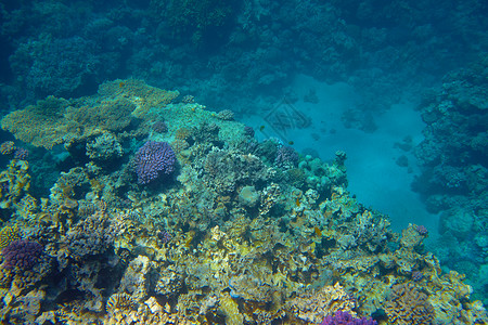 水下珊瑚礁图片