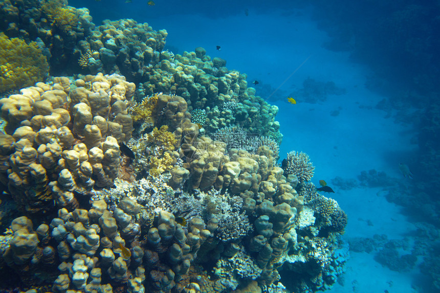 海水中的珊瑚礁图片