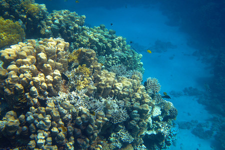 海水中的珊瑚礁图片