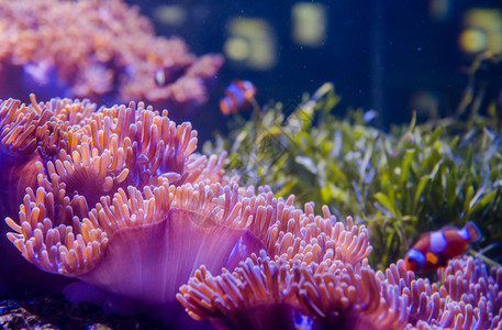 深蓝色大海中的珊瑚图片