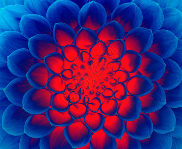 抽象背景深蓝色的花背景图片