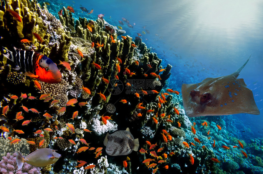 珊瑚礁上的热带鱼类红海的赖尾鱼A图片