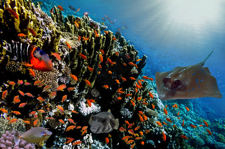 珊瑚礁上的热带鱼类红海的赖尾鱼A图片