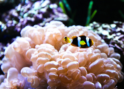 水族馆中的珊瑚图片