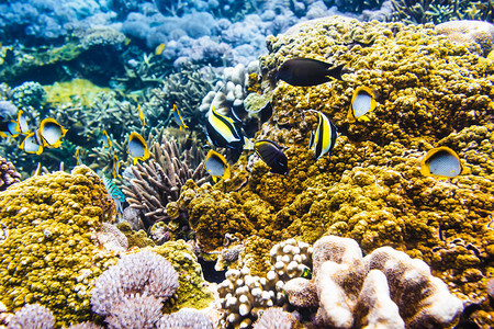 热带鱼和珊瑚礁在海洋中图片