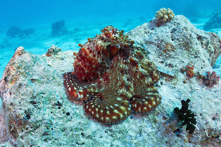 埃及红海的礁石章鱼图片