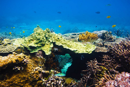 热带鱼类和珊瑚礁在海洋中图片