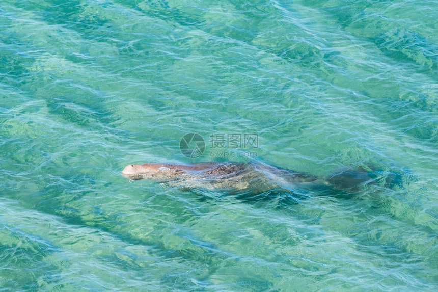 海牛儒艮在海面游泳时图片