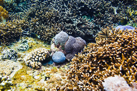 海洋中的热带珊瑚礁图片